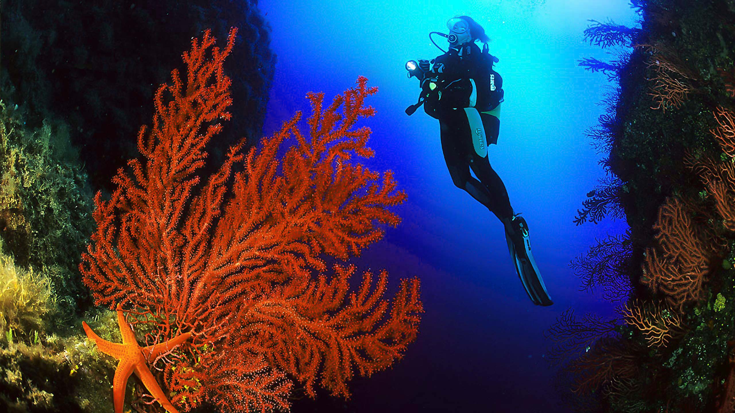 Diving Private Bonifacio Corse